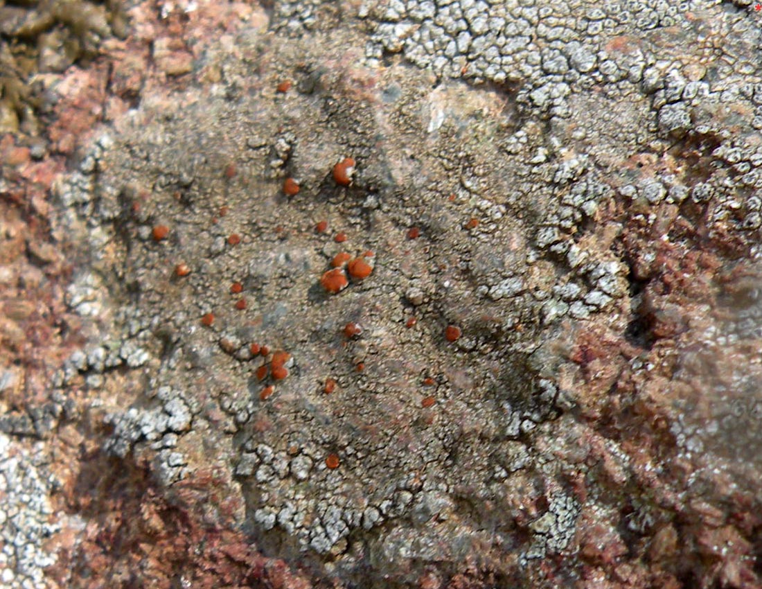 Caloplaca crenularia sensu lato?